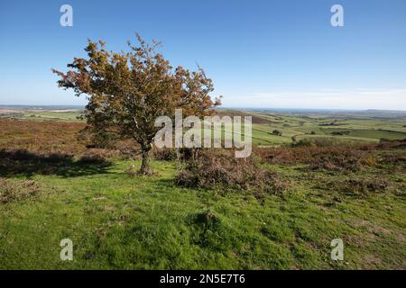 Dorset paesaggio rurale dal monumento Hardy guardando al mare e Portland, Portesham, Dorset, Inghilterra, Regno Unito, Europa Foto Stock