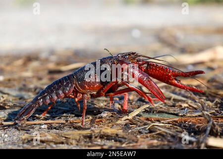 Gamberi rossi americani nello Zuidplaspolder dove causano fastidio come specie nativa Foto Stock