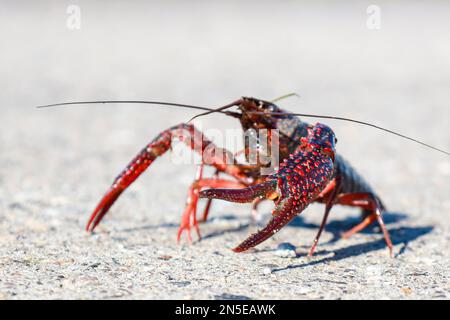 Gamberi rossi americani nello Zuidplaspolder dove causano fastidio come specie nativa Foto Stock