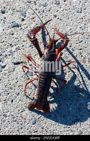 Gamberi rossi americani nello Zuidplaspolder dove causano fastidio come specie nativa Foto Stock