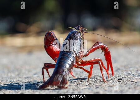 Gamberi rossi americani nello Zuidplaspolder dove causano fastidio come specie nativa Foto Stock