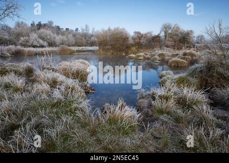Erba gelida intorno stagno accanto al River Test su Chilbolton Cow Common, Wherwell, Hampshire, Inghilterra, Regno Unito, Europa Foto Stock