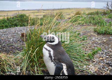 Pinguino magellanico in erba da vicino sull'isola di Martillo Foto Stock