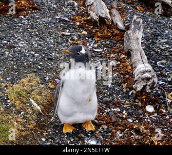 Simpatico pinguino gentoo da vicino sull'isola di Martillo Foto Stock