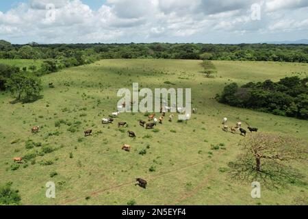 Allevamento di bovini su sfondo verde naturale vista aerea drone Foto Stock