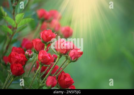 Rose rosse decorative su sfondo verde. Le luci di un sole. Spazio di copia. Foto Stock