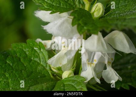 Morti Bianche di ortica - Lamium album singolo impianto in fiore contro sfondo diffusa. Foto Stock