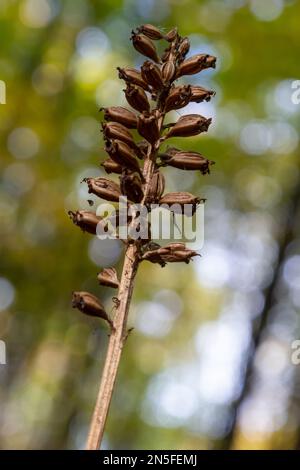 Nido d'uccello Orchidea Neottia nidus-avis, orchidea eterotrofica. nella foresta, primo piano. Foto Stock