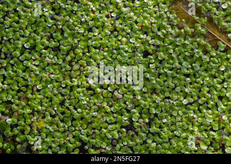 Anatra, verde naturale anatra sull'acqua per sfondo o consistenza. Foto Stock