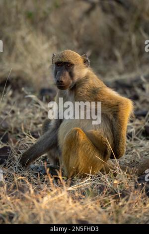 Il babbuino Chacma si siede in una macchina fotografica di osservazione dell'erba Foto Stock