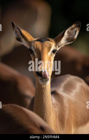 Primo piano del naso che lecca l'impala comune femminile Foto Stock