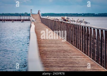 Molti gabbiani siedono sulla ringhiera del ponte di legno sul lago di Lesina. Estate incredibile. Bellezza della natura concetto sfondo. Foto Stock