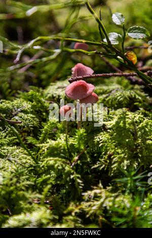 Funghi non commestibili Mycena rosella nella foresta di abete rosso. Noto come cofano rosa. Funghi selvatici che crescono nel muschio. Foto Stock