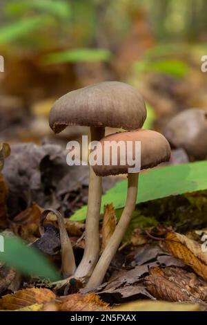 Primo piano di alcune psathyrellaceae o steli fragili una famiglia di funghi su un po 'di muschio verde. Foto Stock