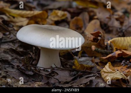 Fungo commestibile Clitocybe nebularis nella foresta di faggio. Noto come Lepista nebularis, agarico nuvoloso o imbuto a nube. Funghi selvatici nelle foglie. AUT Foto Stock