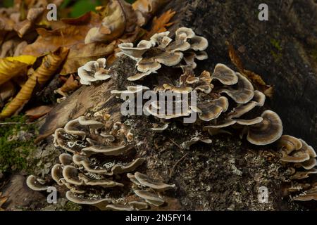 trametes versicolor, noto anche come coriolus versicolor e polyporus versicolor fungo. Foto Stock