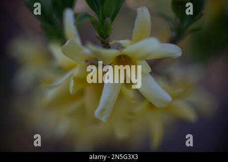 Primo piano di fiori di forsytia con piccoli fiori gialli con un bel bokeh in un giorno di primavera a San Croix Falls, Wisconsin, Stati Uniti. Foto Stock