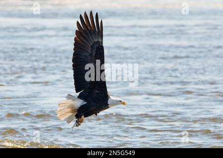 Aquila calva, Haliaeetus leucocephalus con un pesce nei suoi taloni e ali puntate verso l'alto vola sopra il fiume Mississippi a Davenport, Iowa in un inverno Foto Stock