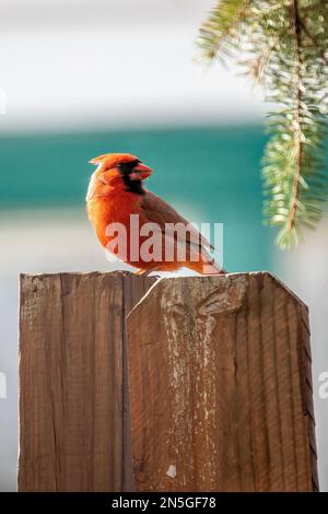 Maschio cardinale settentrionale arroccato su una recinzione di legno sul cortile in una giornata di primavera a Taylors Falls, Minnesota USA. Foto Stock