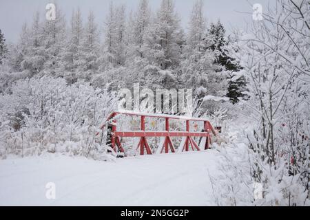 Immagini dell'inverno nell'Ontario settentrionale rurale con neve appena caduta Foto Stock