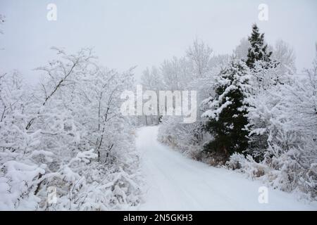 Immagini dell'inverno nell'Ontario settentrionale rurale con neve appena caduta Foto Stock