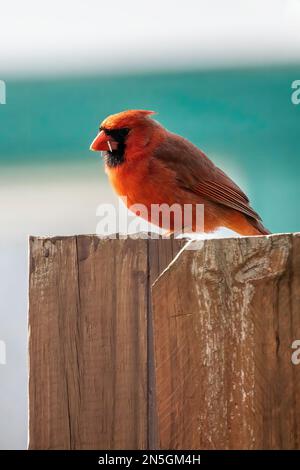 Maschio cardinale settentrionale arroccato su una recinzione di legno sul cortile in una giornata di primavera a Taylors Falls, Minnesota USA. Foto Stock