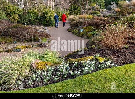 Grumo di gocce di neve (Galanthus nivalis) nel giardino roccioso, Royal Botanic Garden, Edimburgo, Scozia, Regno Unito Foto Stock