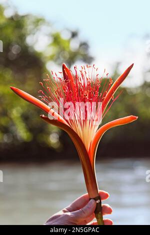La mano della persona che tiene Pachira aquatica fiore, Orinoco Delta, Venezuela Foto Stock