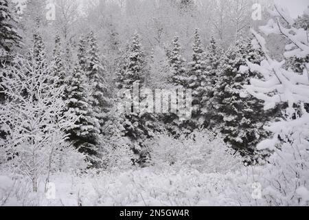 Immagini dell'inverno nell'Ontario settentrionale rurale con neve appena caduta Foto Stock