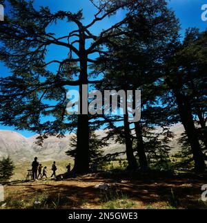 Famiglia Becharee North Lebanon a le Foret De Dieu i cedri di Dio (Horsh Arz el-Rab) l'ultima vestigia della foresta antica un patrimonio mondiale dell'UNESCO si Foto Stock