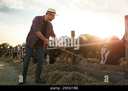 Lavoratore che alimenta mucche con fieno in fattoria. Zootecnia Foto Stock