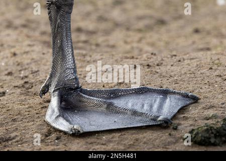 Come tutti gli uccelli acquatici, il Whooper Swan ha piedi a rete. Questo fornisce a questo potente uccello la propulsione durante il nuoto, spingere per il decollo e le slitte. Foto Stock