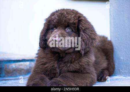 Ritratto sparare con un cucciolo Terranova cane Foto Stock