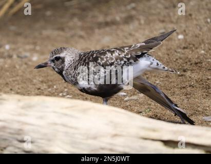 Un grazioso plover grigio che si appollaiava a terra Foto Stock