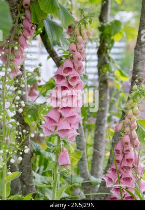 Una digitale rosa nel Vitamin G Garden al RHS Hampton Court Garden Festival 2022. Foto Stock