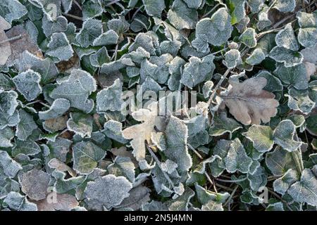 Primo piano delle foglie di edera con il brina Foto Stock