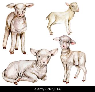 Acquerello goatling disegnato a mano . Acquerello illustrazione di animale di fattoria. Disegnato a mano con acquerello su sfondo bianco. Foto Stock