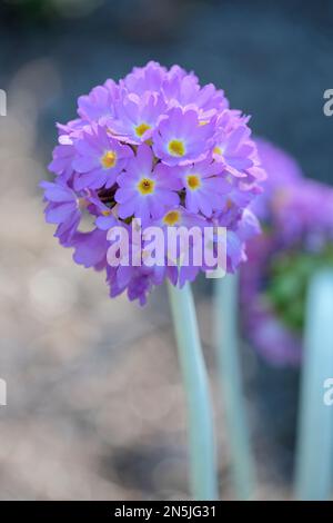 Primula denticulata, drumstick primula, erbaceo perenne, fiori pallidi o violacei, occhio giallo, portati in dense teste arrotondate Foto Stock