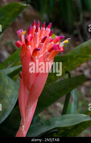 L'infiorescenza rossa della bromeliad Billbergia piramidalis, vista dal lato, un grappolo di fiori scarlatto con punte bluastre che esplodono di rosso Foto Stock