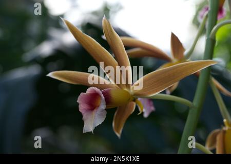 Orchidea di Natale Foto Stock