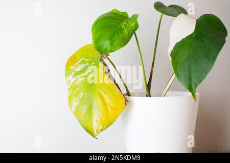 Foglia malata dello stabilimento di Monstera deliziosa Albo. Piantare in un vaso, cura delle piante Foto Stock