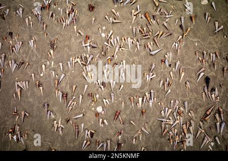 Le conchiglie di spire Mollusco lasciate dalla marea in ritirata si trovano sulla spiaggia di tra Co, vicino a Mong Cai, Vietnam. Foto Stock