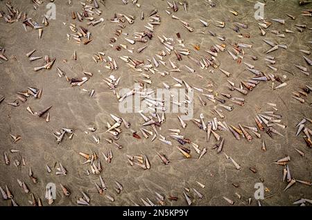 Le conchiglie di spire Mollusco lasciate dalla marea in ritirata si trovano sulla spiaggia di tra Co, vicino a Mong Cai, Vietnam. Foto Stock