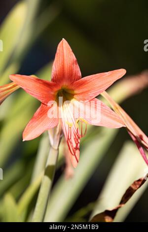 Grande fiore rosso tropicale di Hippeastrum, nella famiglia Amaryllis, questi fiori fioriscono nelle Maldive Asia Foto Stock