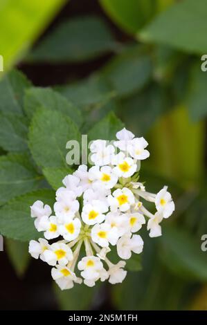 Fiori bianchi di Lantana camara crescono e fioriscono nelle Maldive Foto Stock