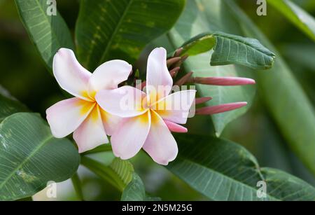 Plumeria, conosciuta anche come Frangipani fiori su un arbusto fioritura nelle Maldive Foto Stock
