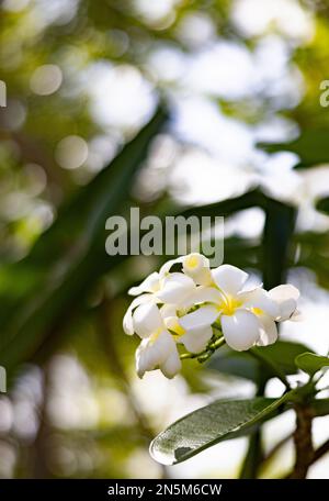 Plumeria, conosciuta anche come Frangipani fiori su un albero fiorito nelle Maldive, con sfondo sfocato Foto Stock