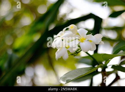 Plumeria, conosciuta anche come Frangipani fiori su un albero fiorito nelle Maldive Foto Stock
