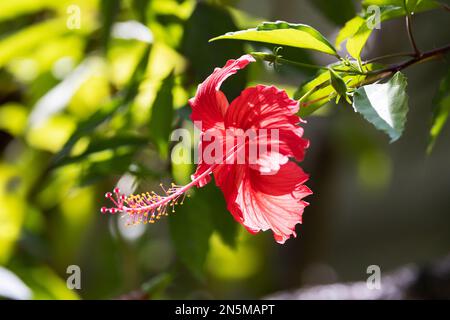 Fiore rosso. Hibiscus Rosa Sinensis, o Hibiscus cinese, fiori di ibisco rosso, piante da fiore, Maldive Asia. Foto Stock