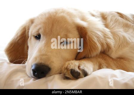 Un cucciolo Golden Retriever sdraiato sul letto Foto Stock